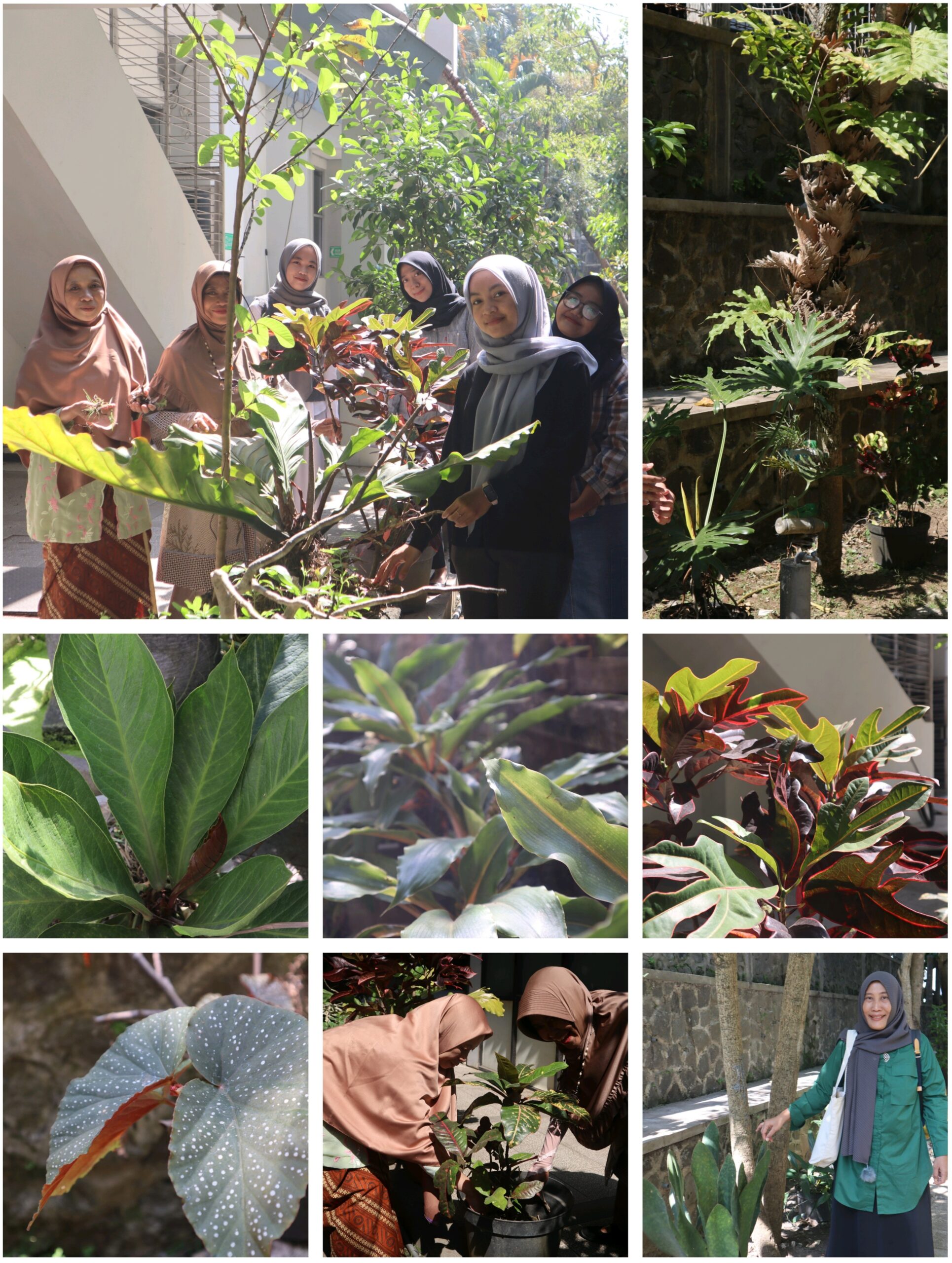 Pengelolaan Halaman Fisika UM untuk SDGs 13 dan Green Campus